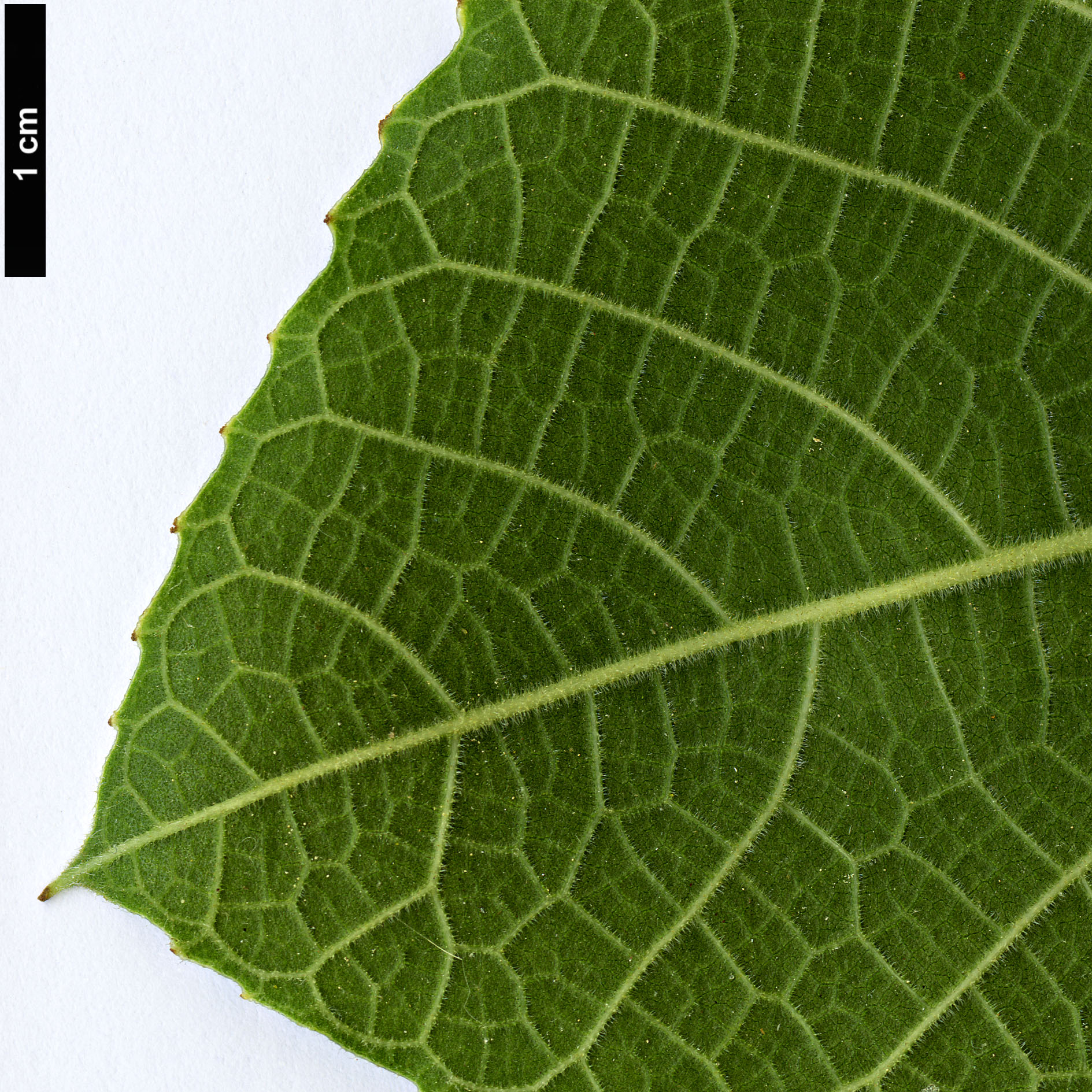 High resolution image: Family: Moraceae - Genus: Ficus - Taxon: palmata